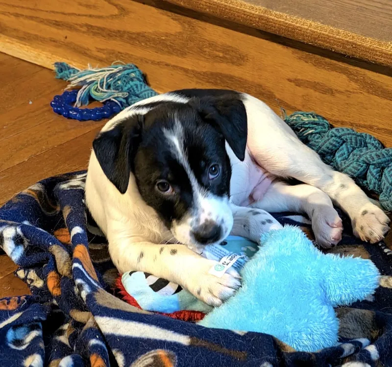 A baby medium-sized male Border Collie dog named Horace for adoption in Fredericksburg, VA