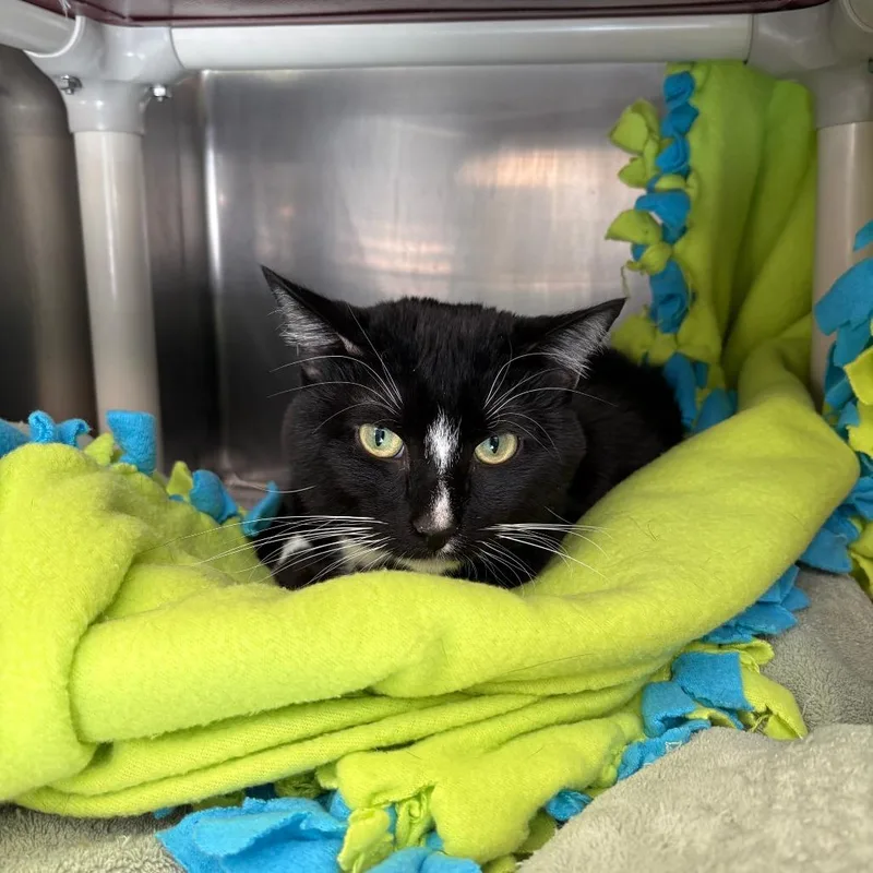 A young large-sized male Black Domestic Short Hair cat named Tom for adoption in Brockton, MA