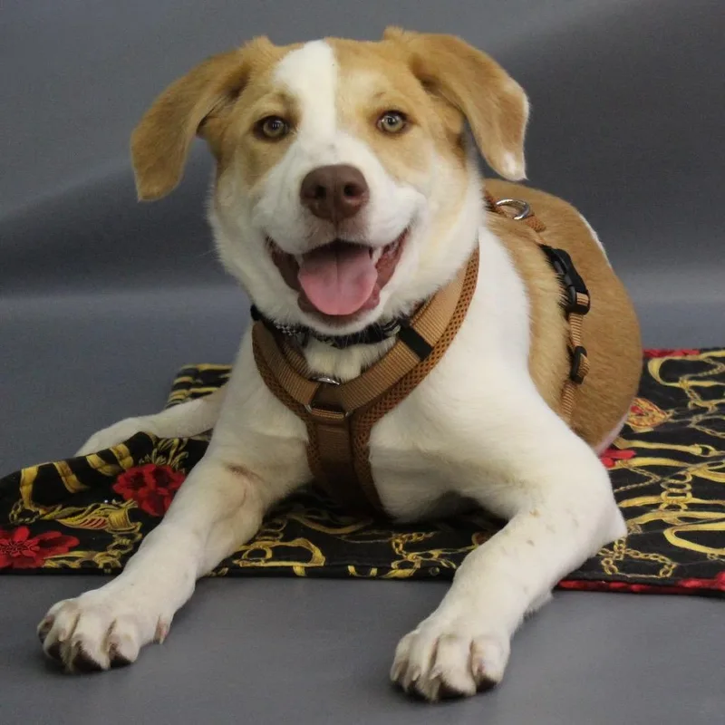 A baby medium-sized male White / Cream Pit Bull Terrier dog named Jello D for adoption in Princeton, MN