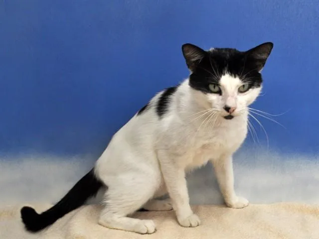 A young medium-sized male Domestic Short Hair cat named James for adoption in Naples, FL