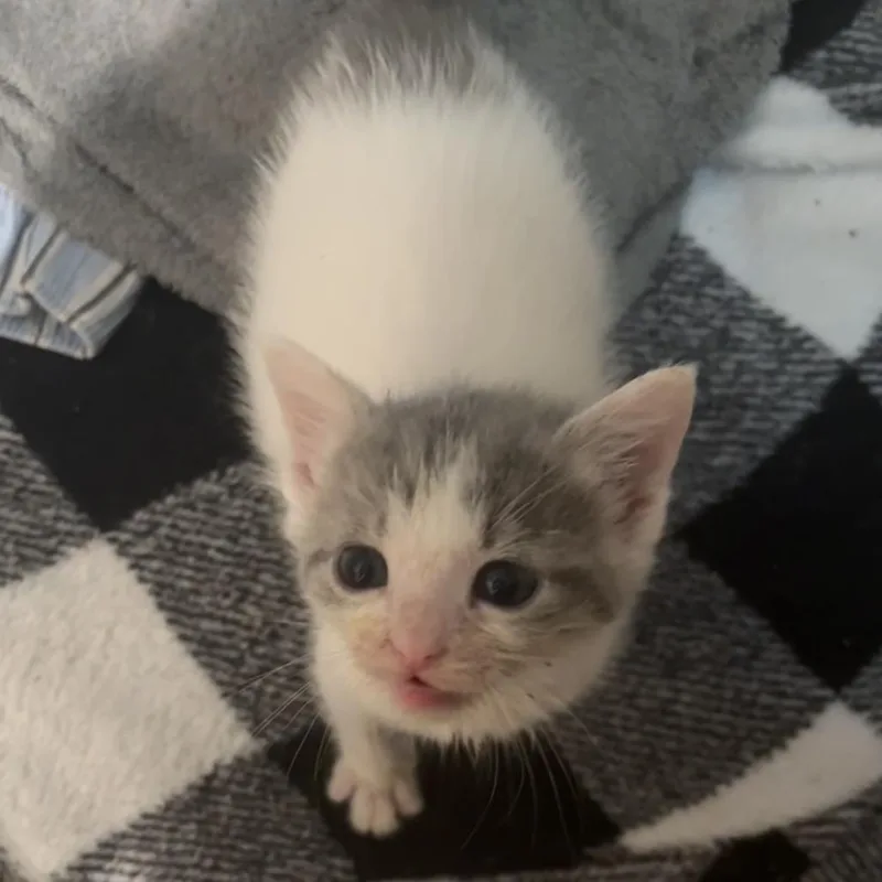 A baby small-sized male White Domestic Short Hair cat named Banana for adoption in Auburn, AL