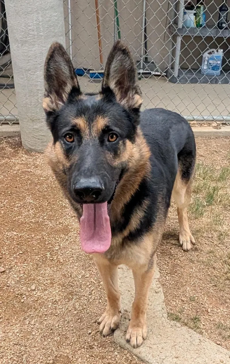 A young large-sized male German Shepherd Dog named Titan A for adoption in Plano, TX