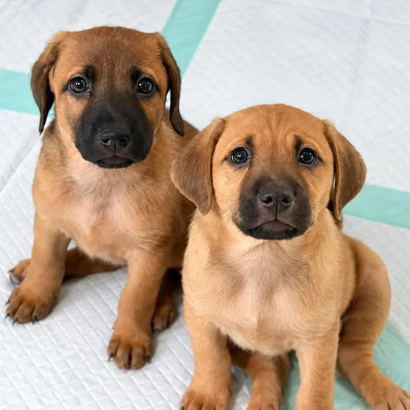 A baby small-sized female Brown / Chocolate Mountain Cur dog named Sophie's Summer Seven:  for adoption in Falls Church, VA