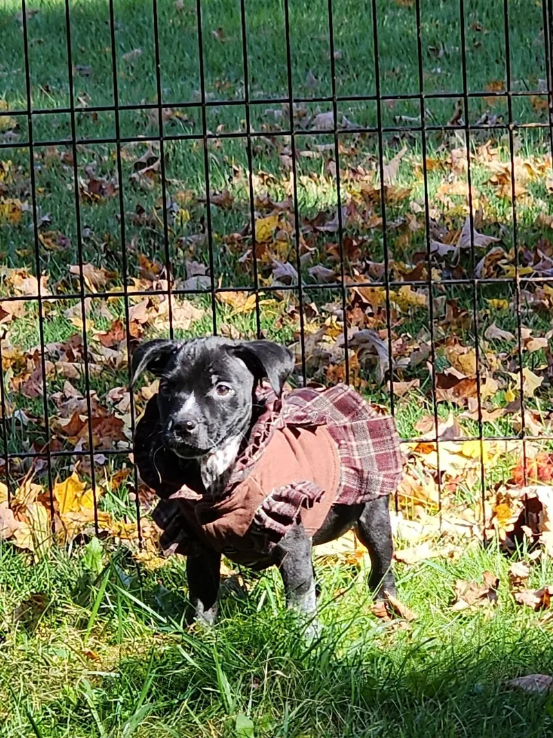 A baby medium-sized female Black Labrador Retriever dog named Wednesday for adoption in Carmel, NY