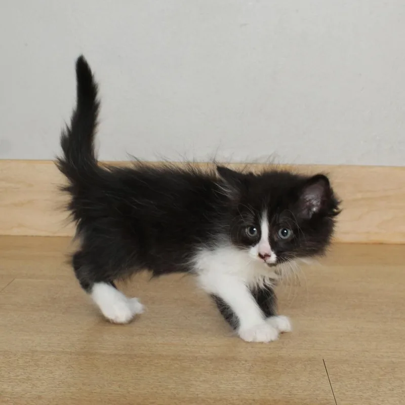 A baby small-sized male Black Domestic Medium Hair cat named Baja Blast C for adoption in Minnetonka, MN