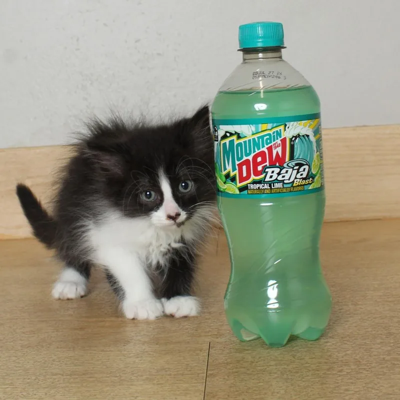 Baja Blast C thumbnail 3