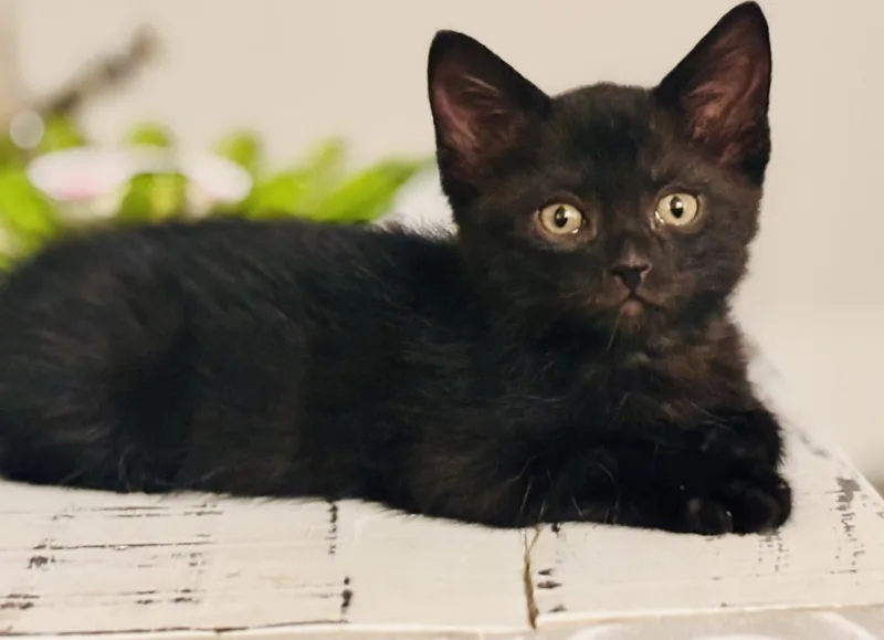 A baby small-sized male Black Domestic Short Hair cat named Screech Bayside for adoption in Chandler, AZ