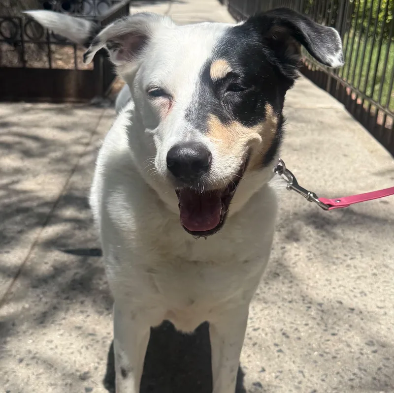 A senior large-sized female Border Terrier dog named Gina for adoption in New York, NY
