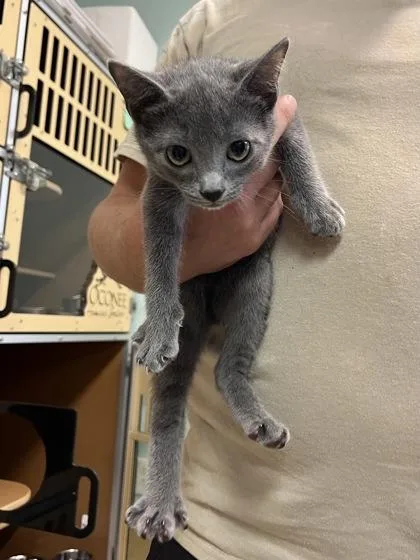 A baby small-sized male Domestic Short Hair cat named Westley $ for adoption in Seneca, SC