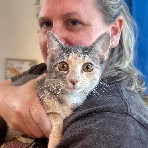 An adult medium-sized female Dilute Calico cat named Willow Taylor for adoption in Friendswood, TX