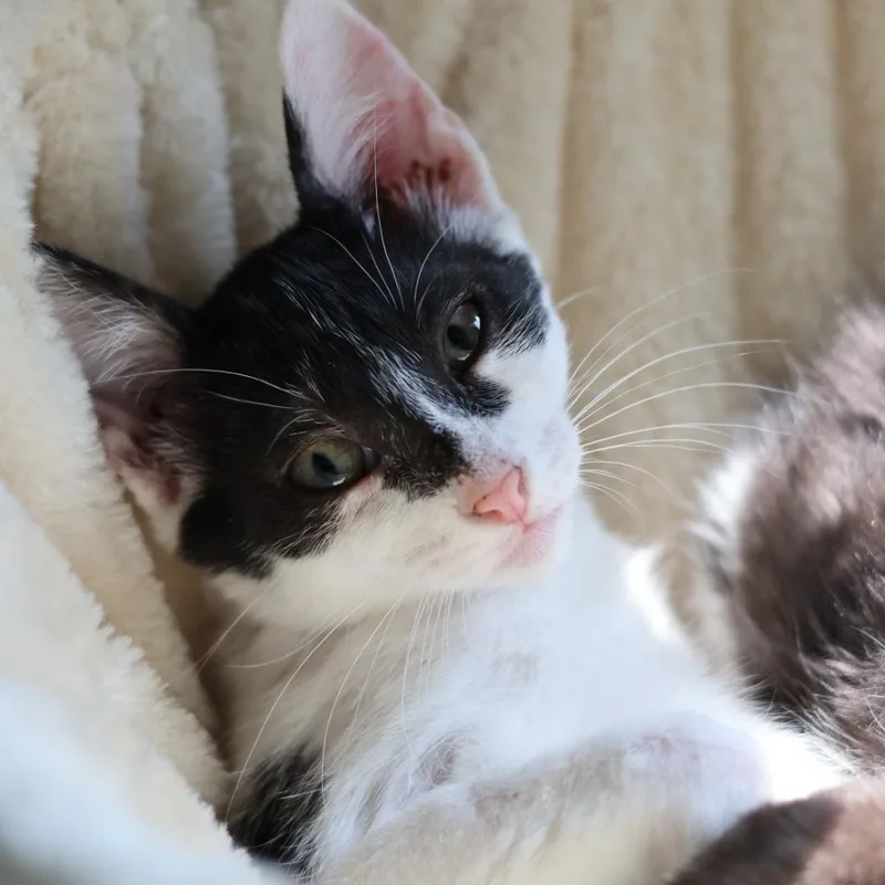 A baby medium-sized male Black & White / Tuxedo Domestic Short Hair cat named Batman for adoption in Houston, TX