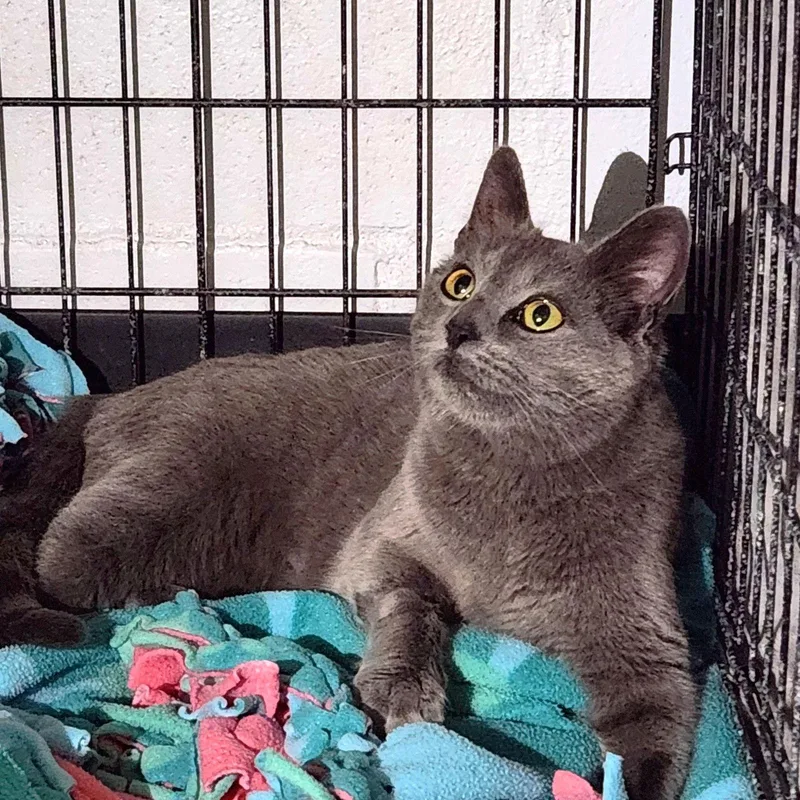 Lexie Grey thumbnail 2