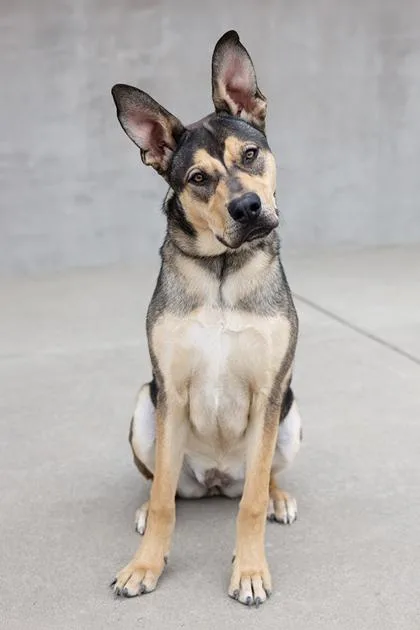 A young medium-sized female Mixed Breed dog named Canela for adoption in Longmont, CO