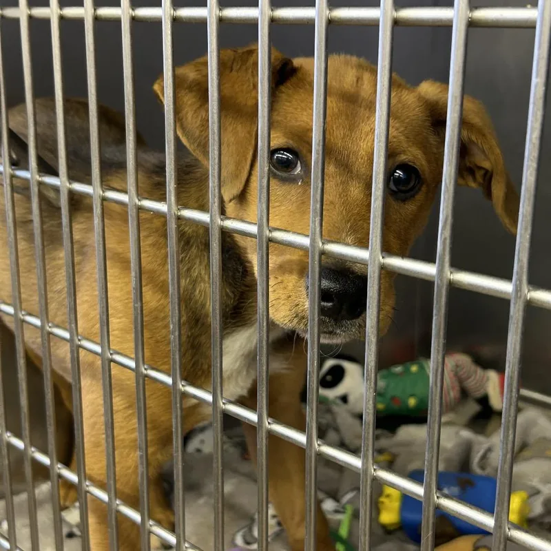 A baby small-sized female Red / Chestnut / Orange Mixed Breed dog named Gidget for adoption in Tanner, AL