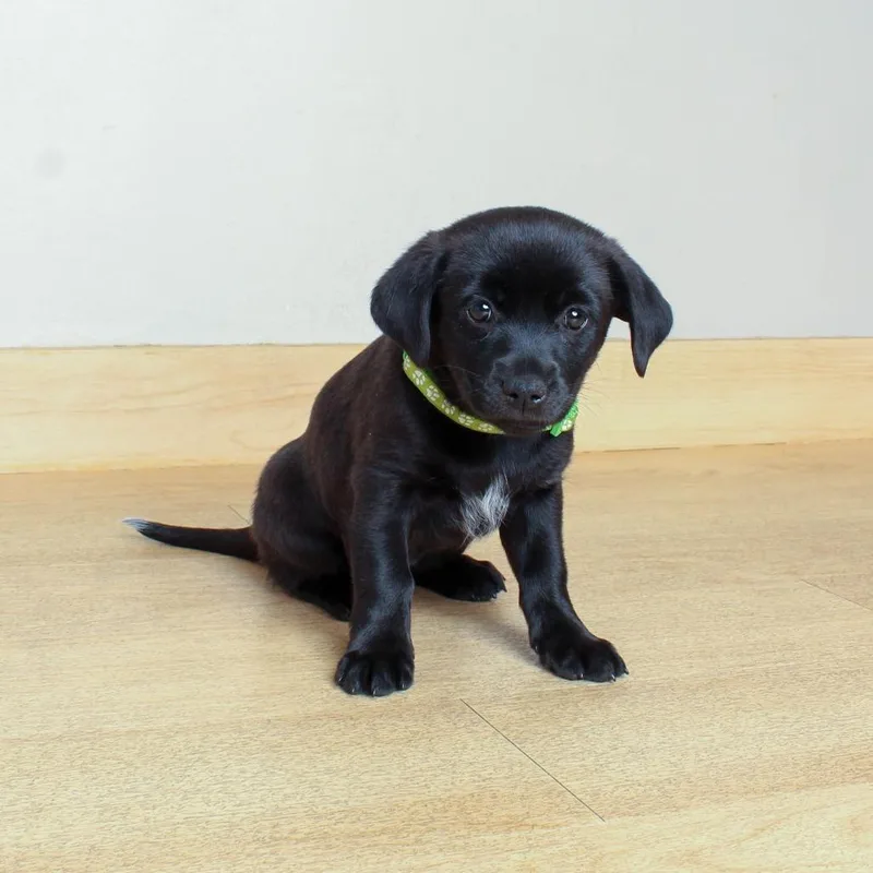 A baby medium-sized female Labrador Retriever dog named Grenada D for adoption in Minnetonka, MN