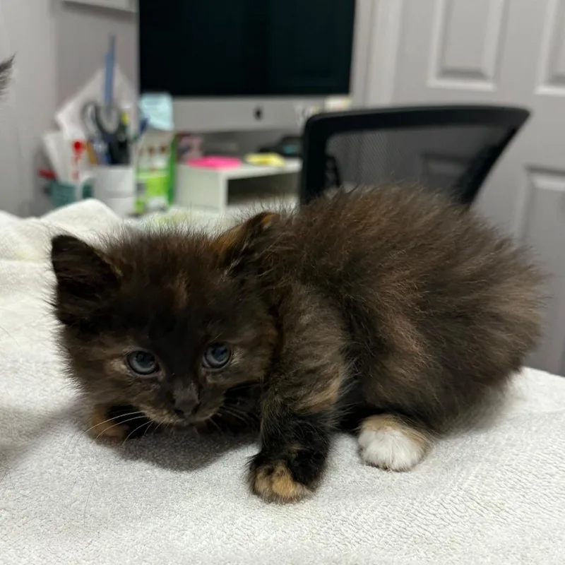 A baby small-sized female Tortoiseshell Domestic Medium Hair cat named Calypso for adoption in Los Angeles, CA