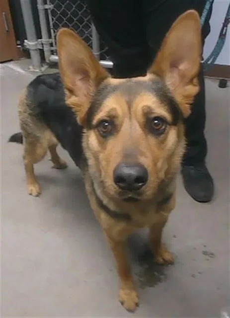 A young large-sized female German Shepherd Dog dog named Juno for adoption in Phoenix, AZ