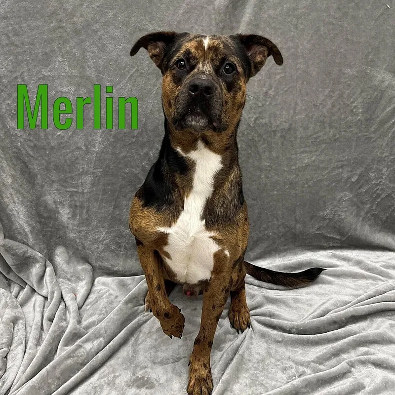 An adult medium-sized male Brown / Chocolate Catahoula Leopard Dog dog named King for adoption in Pleasantville, NJ