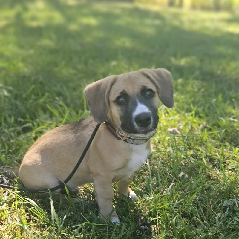 A baby small-sized male Beagle dog named Toby for adoption in Ramsey, IN