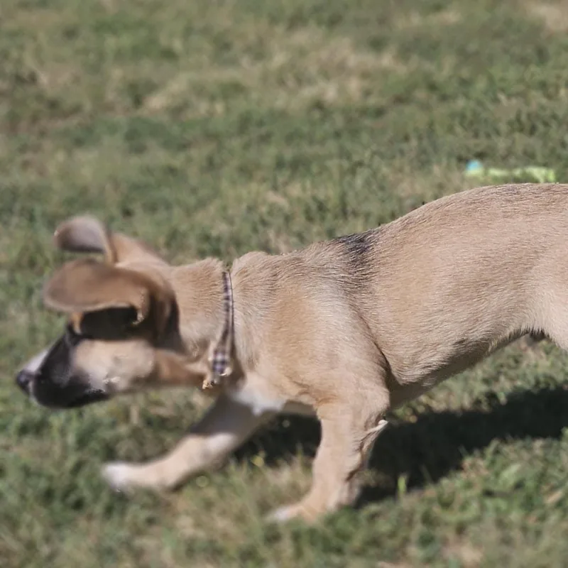 Toby thumbnail 3
