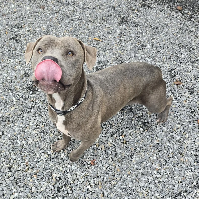 A young medium-sized female Gray / Blue / Silver Pit Bull Terrier dog named Quinny for adoption in Walnut Cove, NC