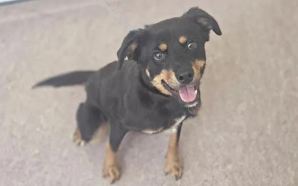 A young medium-sized female Terrier dog named Cece for adoption in Saint Louis, MO