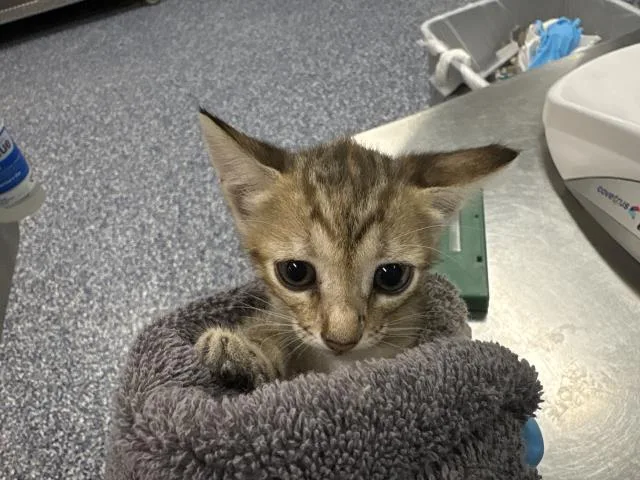 A baby small-sized female Domestic Short Hair cat named Bellatrix for adoption in Thousand Palms, CA
