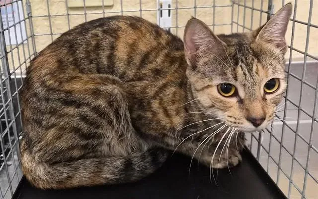 A young small-sized female Domestic Short Hair cat named Virginia for adoption in Fort Myers, FL