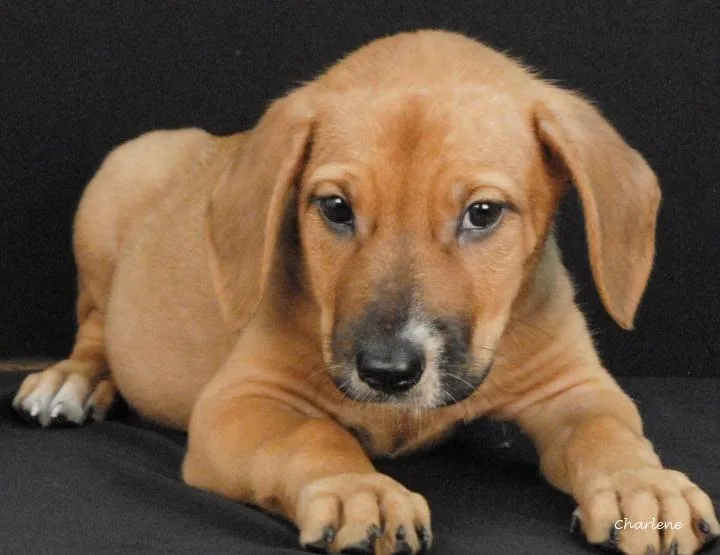 A baby medium-sized female Yellow / Tan / Blond / Fawn Hound dog named Trunchbull for adoption in Newland, NC