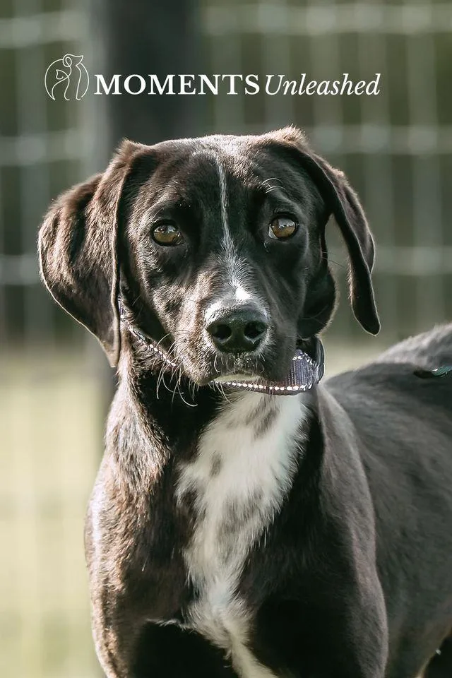 A young medium-sized male Black Hound dog named Cola for adoption in Myakka City, FL