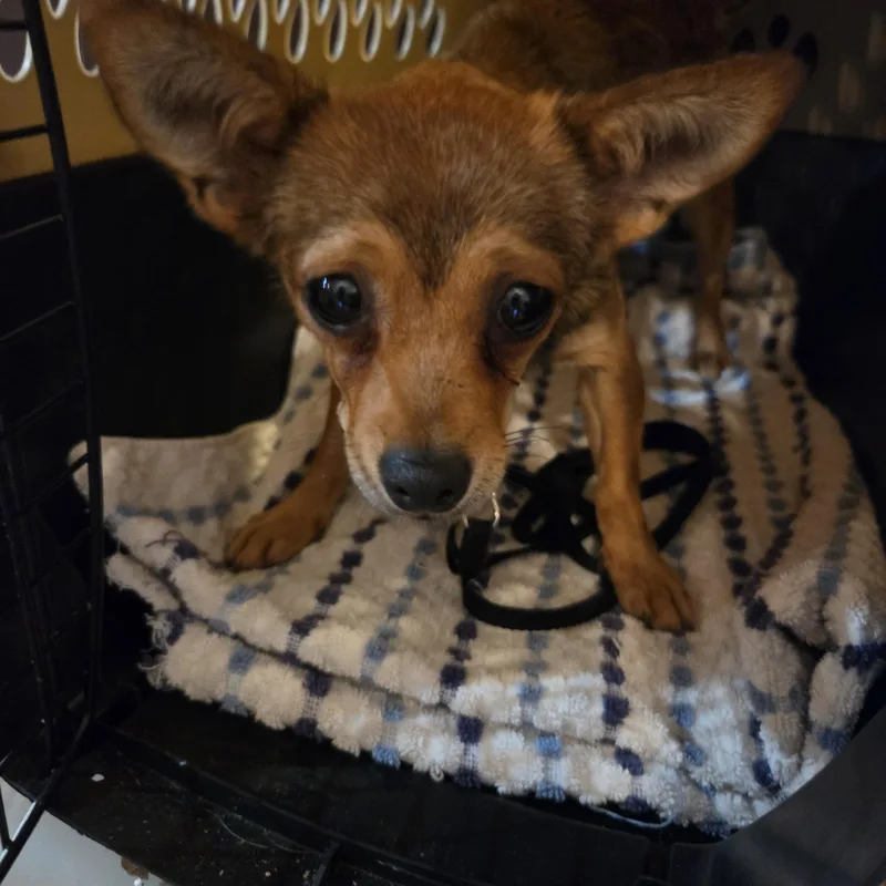 A young small-sized female Chihuahua dog named Bella for adoption in Troutman, NC