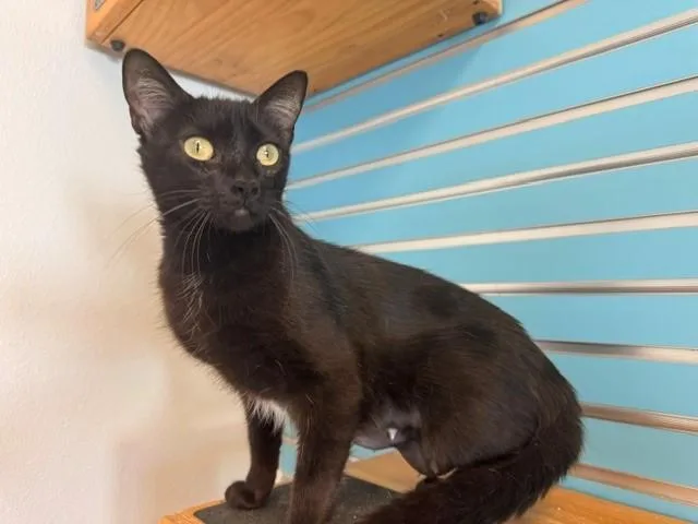 An adult medium-sized female Domestic Short Hair cat named Kiki for adoption in Fairfield, CA