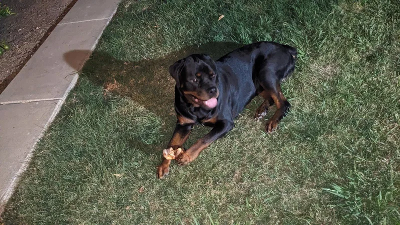 An adult large-sized male Rottweiler dog named Hoss for adoption in Woodland, CA