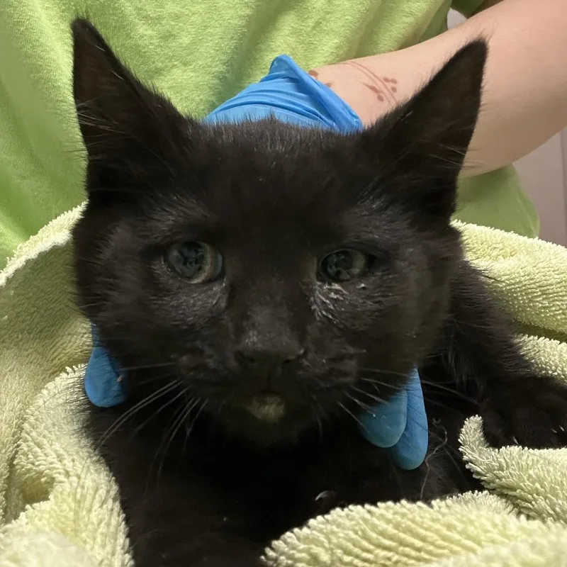 A baby small-sized female Black Domestic Short Hair cat named Venus for adoption in Tacoma, WA