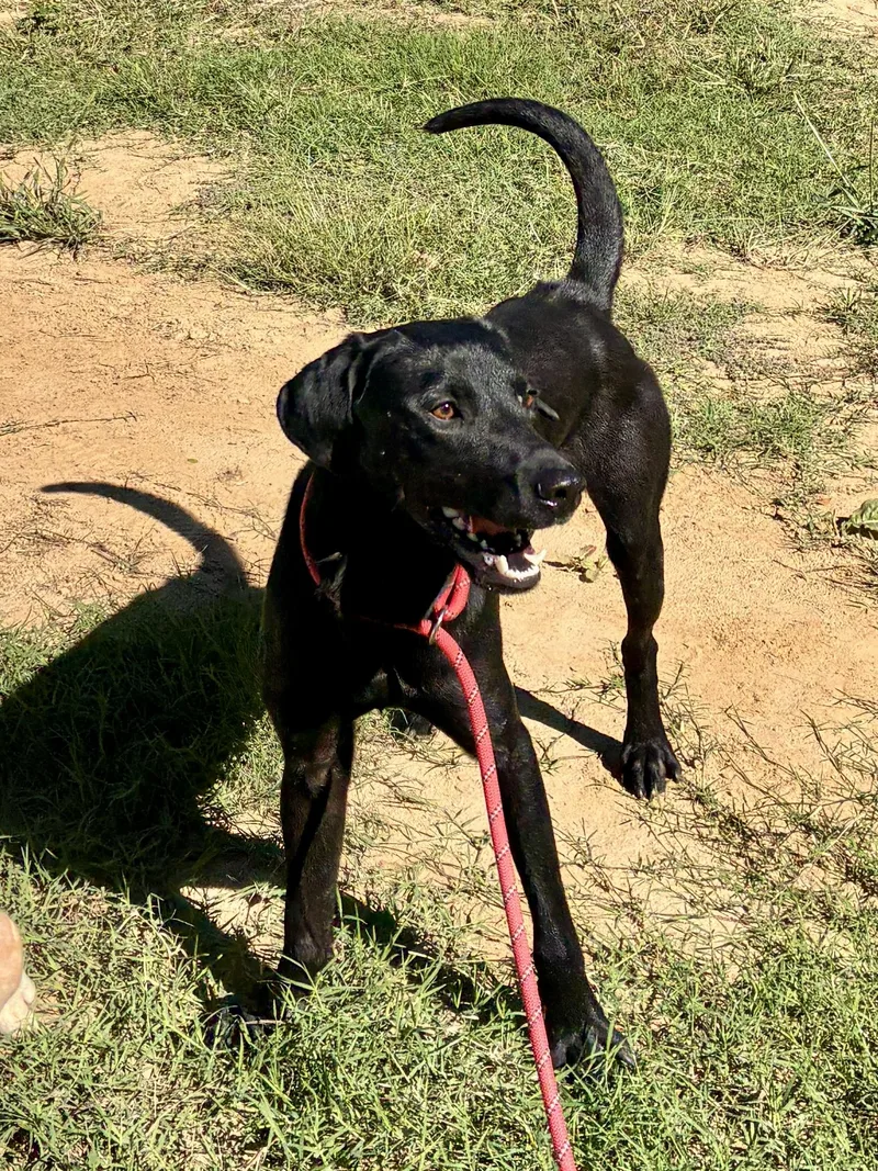A baby medium-sized male Labrador Retriever dog named Tipton for adoption in Cordova, TN