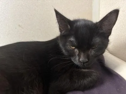A baby small-sized female Domestic Short Hair cat named Ming I AM for adoption in East Brookfield, MA