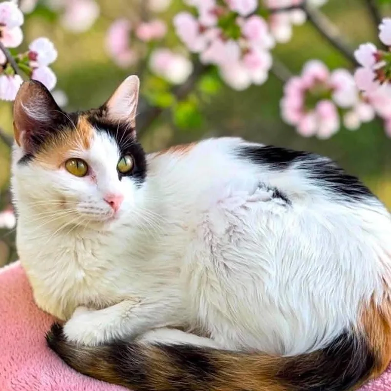 An adult medium-sized female Calico Domestic Short Hair cat named Pookie for adoption in Bentonville, AR