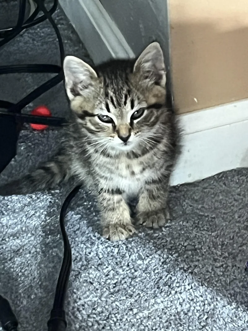 A baby small-sized female Domestic Short Hair cat named Donna for adoption in Bethel Park, PA