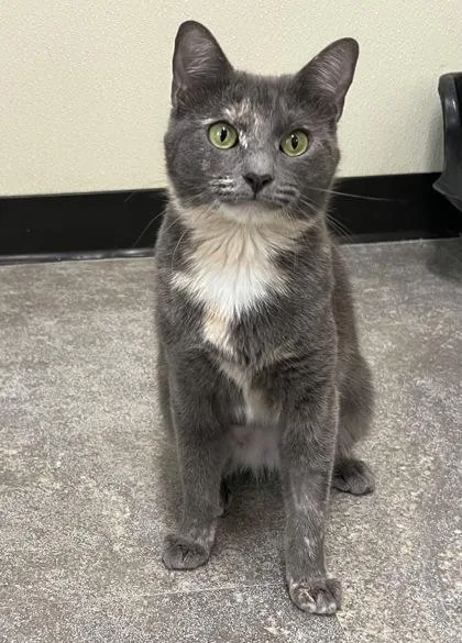 A young medium-sized female Dilute Tortoiseshell Domestic Short Hair cat named Belinda for adoption in Cashiers, NC