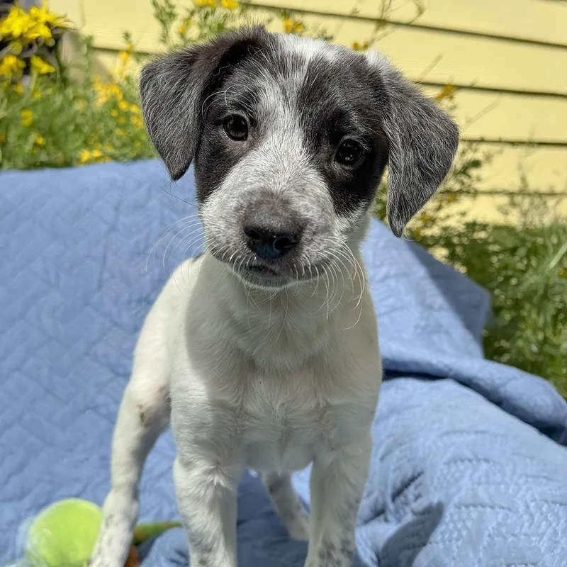 A baby medium-sized male Spaniel dog named Cheers Pup  Frazier for adoption in San Diego, CA