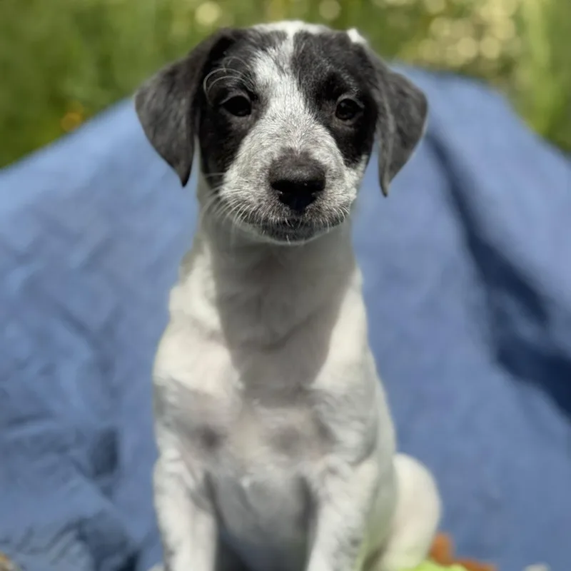Cheers Pup  Frazier thumbnail 2