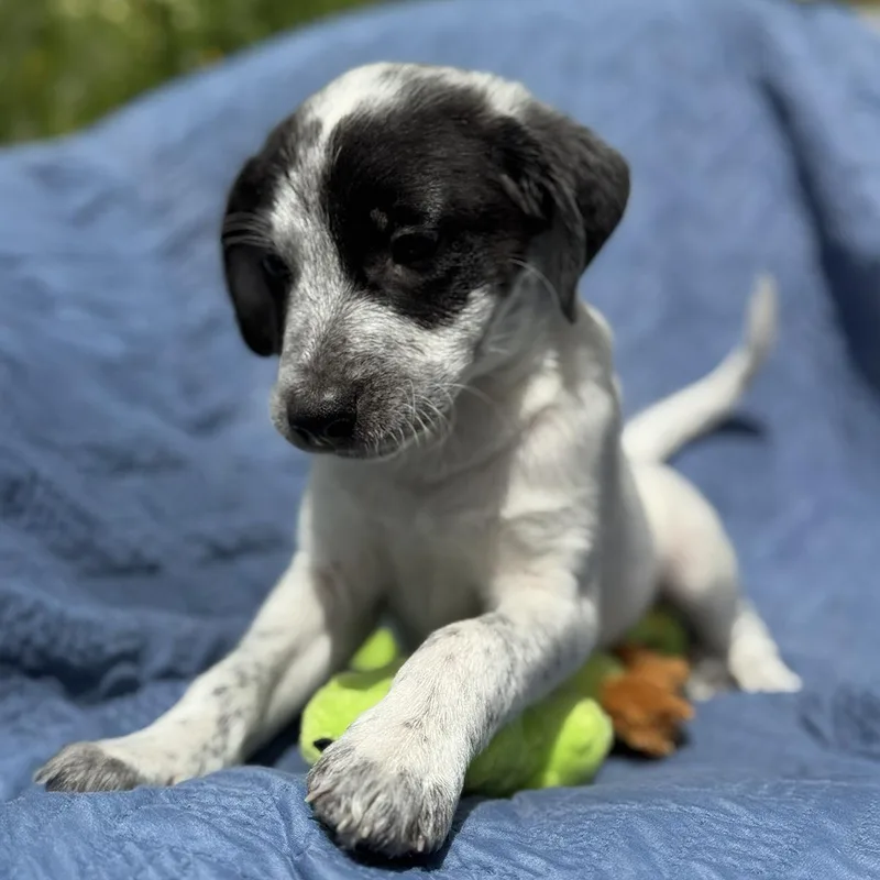 Cheers Pup  Frazier thumbnail 3