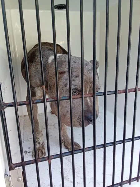 An adult large-sized male Pit Bull Terrier dog named Rick for adoption in Mobile, AL