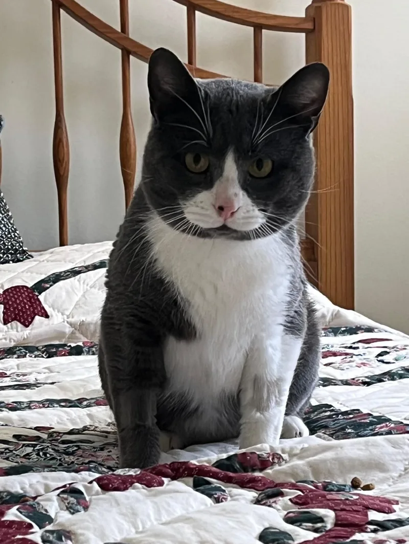An adult large-sized male Domestic Short Hair cat named Woody for adoption in Terryville, CT