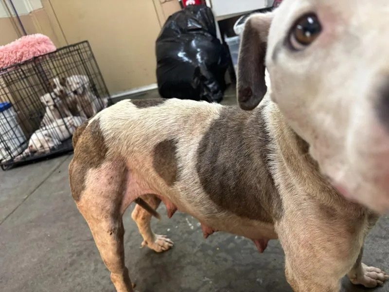 A young medium-sized female Pit Bull Terrier dog named Minnie for adoption in Swainsboro, GA
