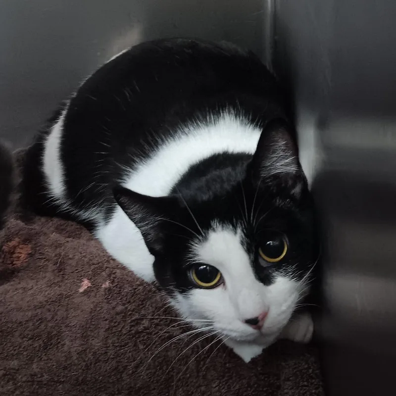 An adult medium-sized female Black Domestic Short Hair cat named Indie for adoption in Auburn, AL