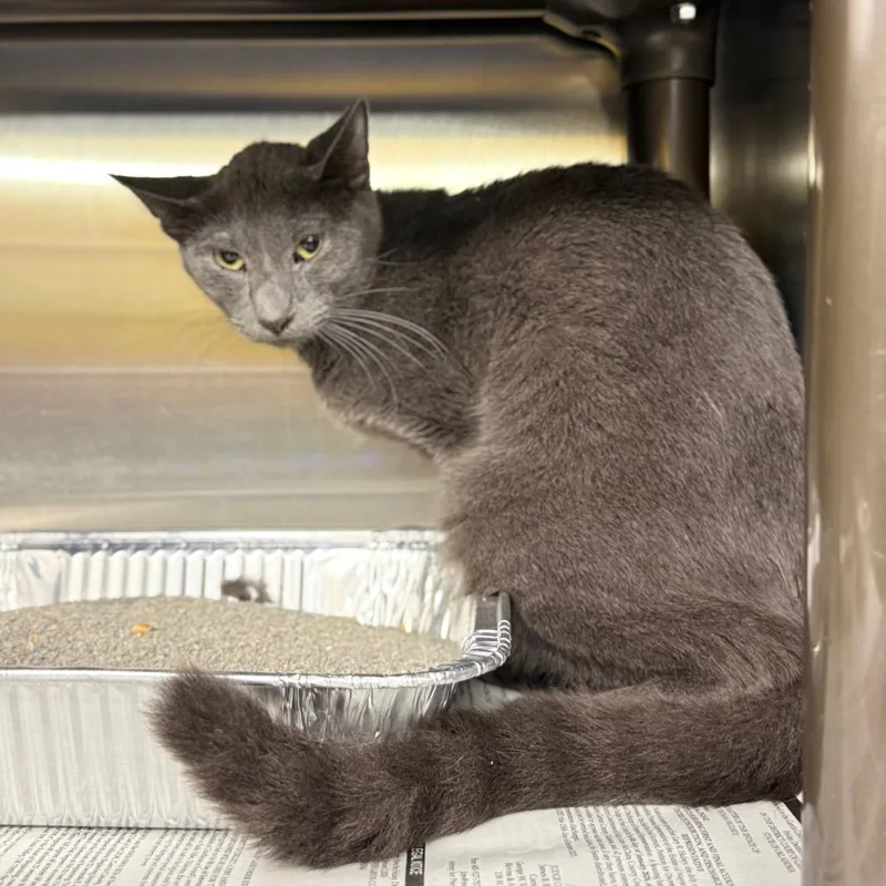 An adult medium-sized male Lilac Point Domestic Short Hair cat named Butcher for adoption in Pauls Valley, OK