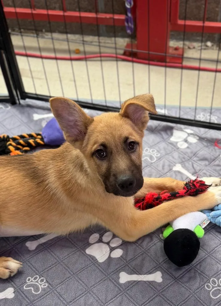 A baby medium-sized female Shepherd dog named Falsetto Jones for adoption in Fort Lupton, CO