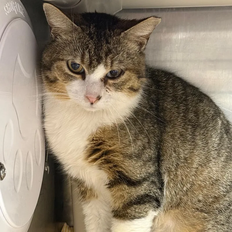 Romantic thumbnail 2