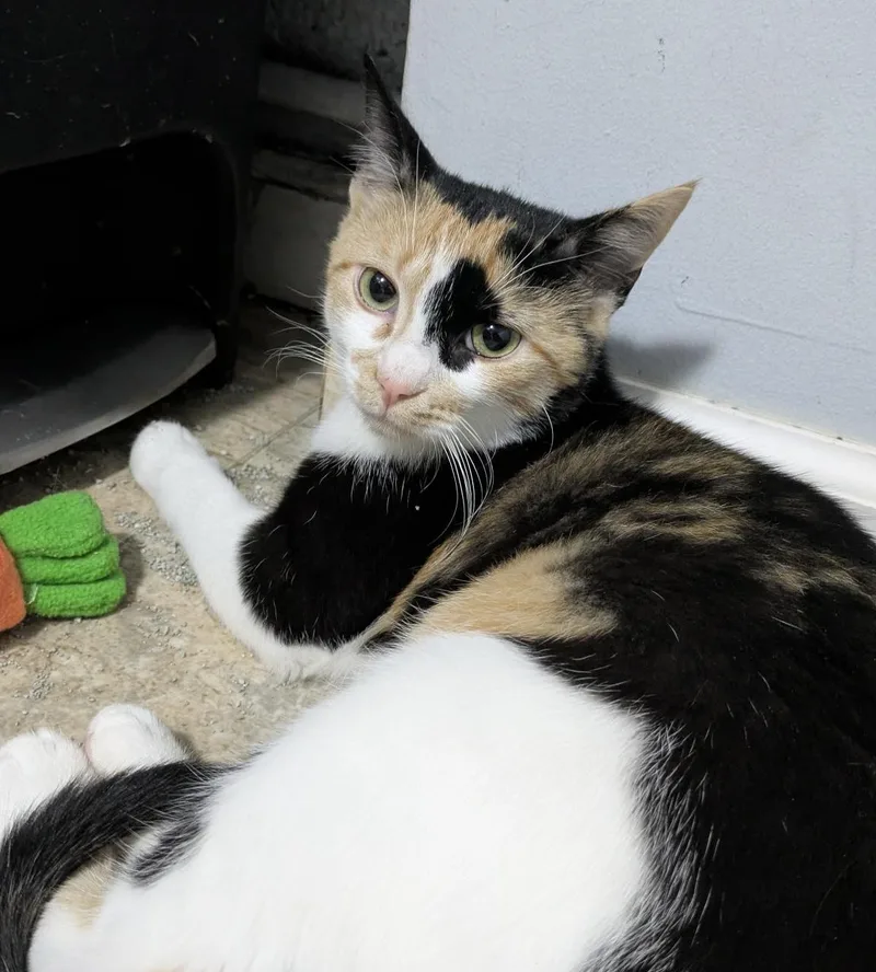 A young medium-sized female Calico Domestic Short Hair cat named Sparrow for adoption in Elkton, MD